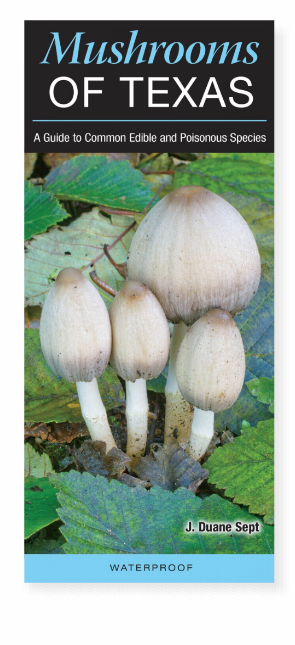 Mushrooms of Texas